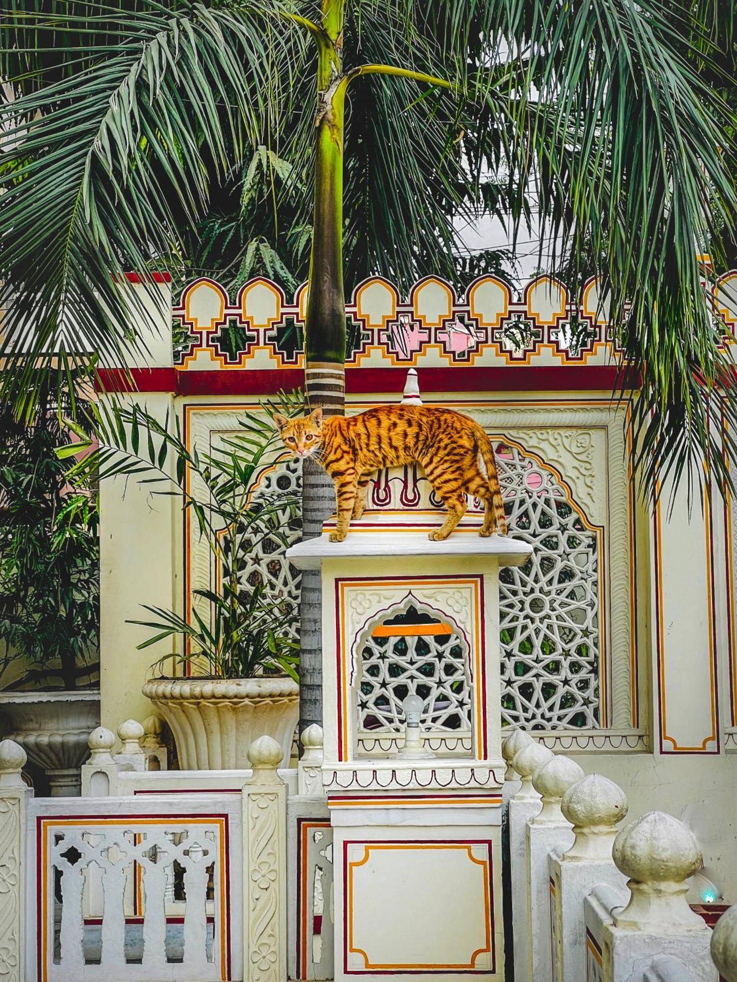 Krishna Palace - A Heritage Hotel Jaipur Exterior foto